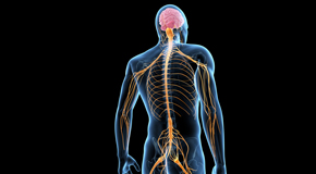 Williamson chiropractic  and spinal manipulation benefits for back and neck pain